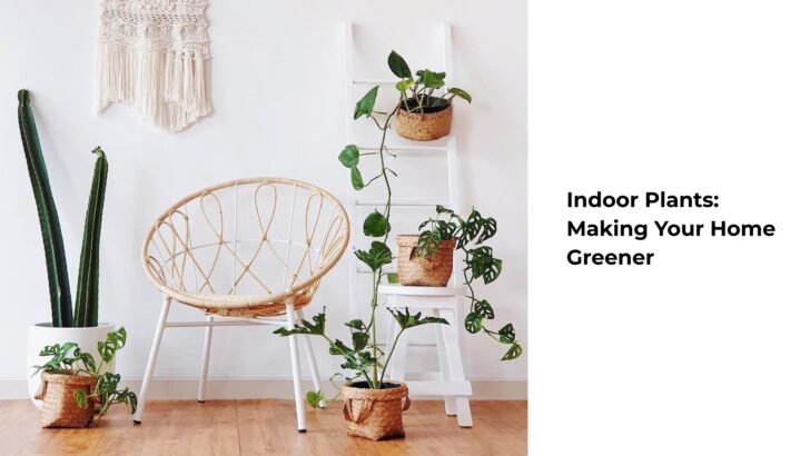 Indoor Plants: Making Your Home Greener