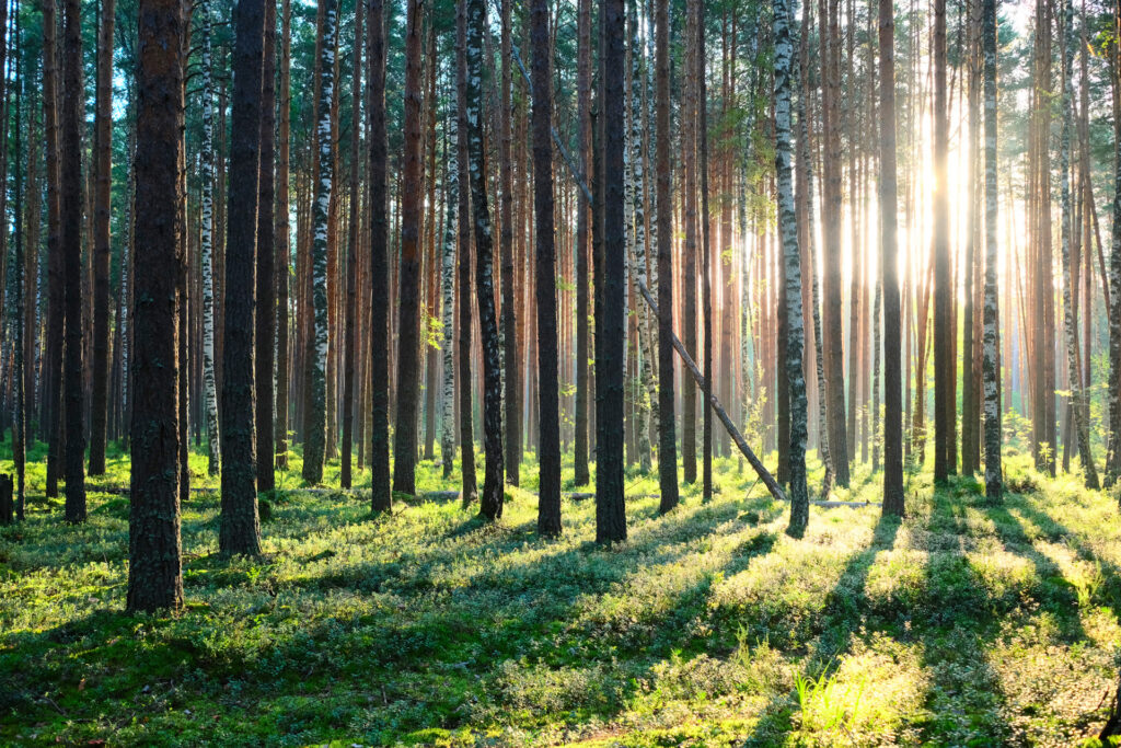 Hutan Pinus